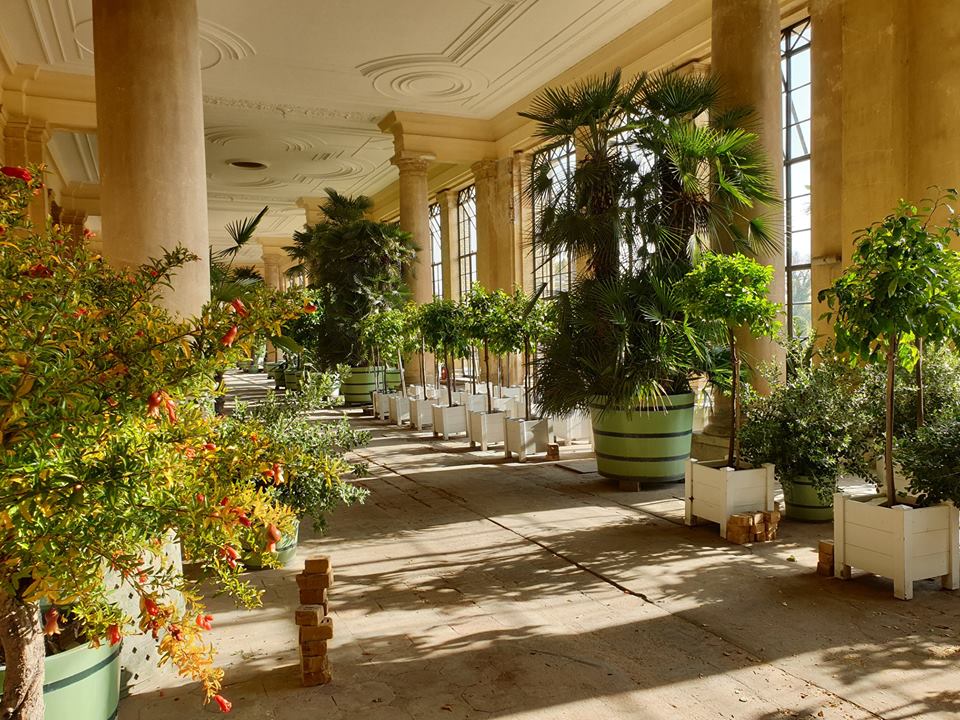 в боковых галереях дворца Оранжерея, в холодное время года находятся пальмовые и тропические растения в садовых кадках